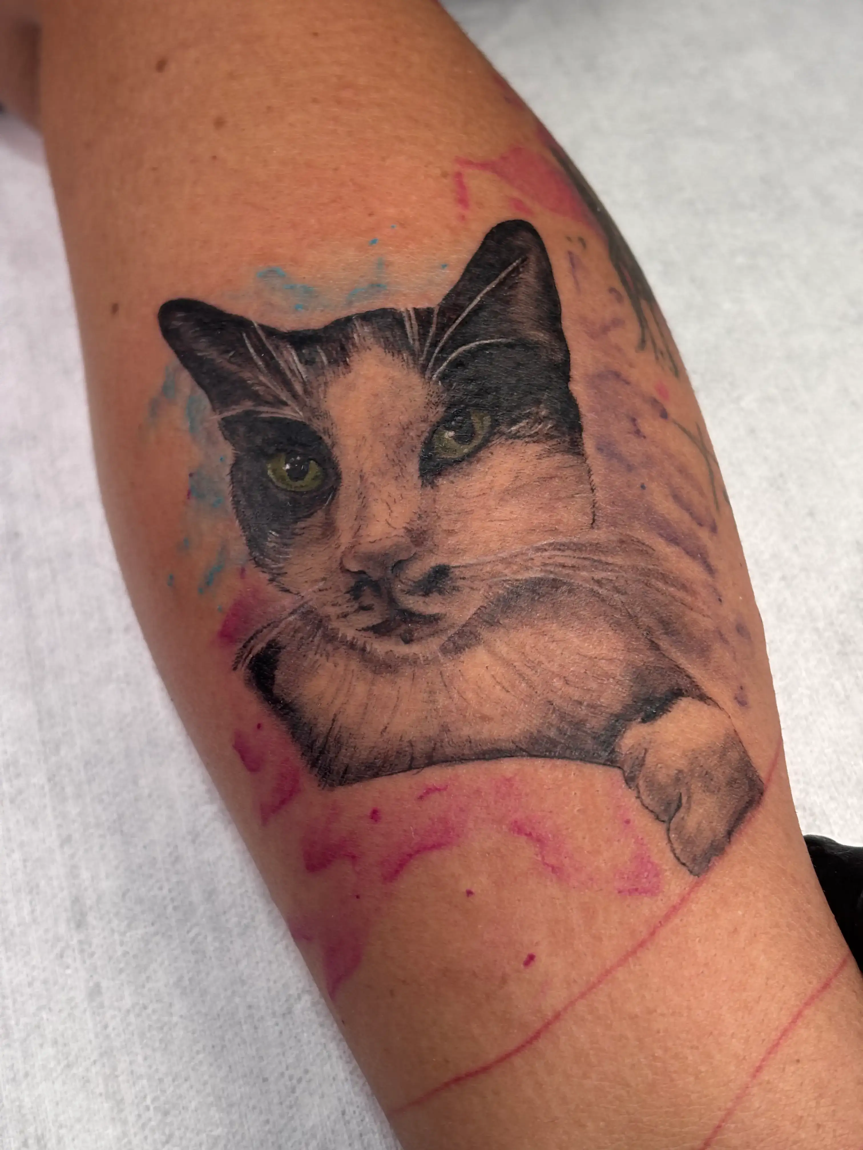Gato en realismo